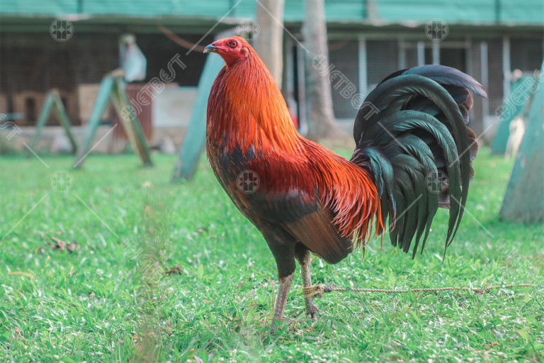 manok-kaalaman