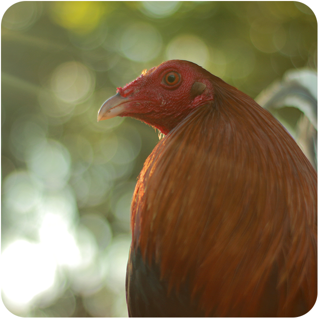 manok-kaalaman