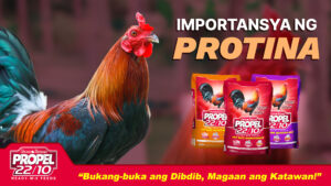 Importansya ng Protina sa Pagpapatibay ng Katawan ng Manok? Pag-aralan!