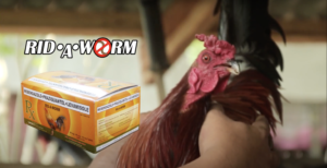 Sintomas at Solusyon sa Bulate ng mga Manok Panabong? Alamin!