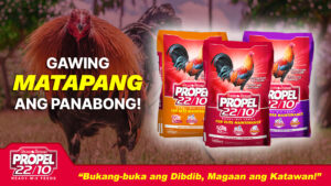 Dapat gawin para maging matapang ang Manok Panabong!