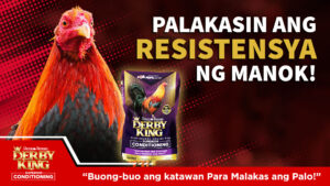 Palakasin ang resistensya ng manok at i-develop ang bilis at liksi nito.