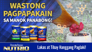 Wastong Pagpapakain sa mga Manok Panabong