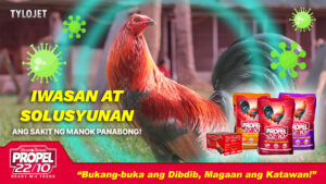 Iwasan at Solusyunan ang Sakit ng Manok Panabong!