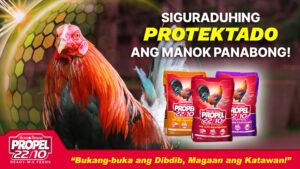 Tag-ulan na! Siguraduhing Protektado ang Manok Panabong!