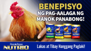 Benepisyo ng pag-aalaga ng manok panabong!