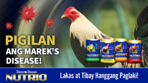 Pigilan ang Marek’s Disease!